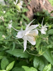 Aquilegia coerulea