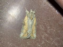 Bryophila raptricula