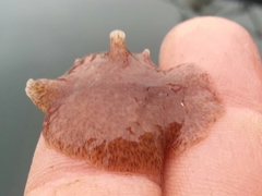 Kaburakia excelsa