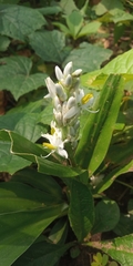 Chlorophytum borivilianum