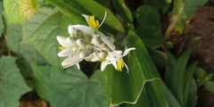 Chlorophytum borivilianum