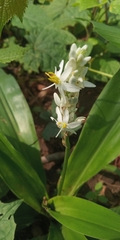Chlorophytum borivilianum