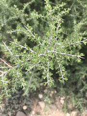 Condalia spathulata