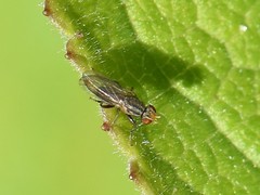 Trixoscelis obscurella