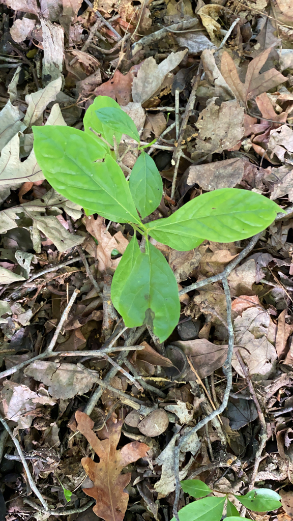 Running Strawberrybush from Hammonton on June 08, 2021 at 0818 AM by