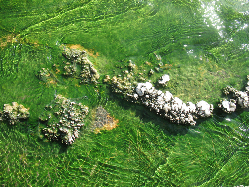 Cyanidiophyceae