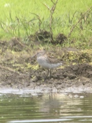Calidris fuscicollis