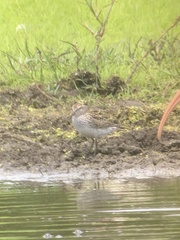 Calidris fuscicollis