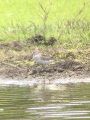 Calidris fuscicollis
