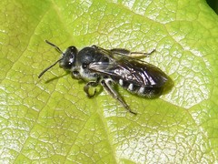 Lasioglossum sexnotatum