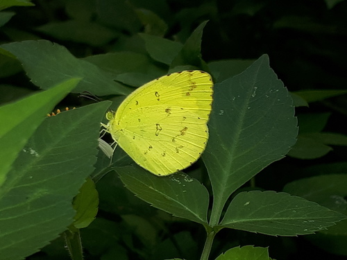Common Grass Yellow, photo 5 of 10