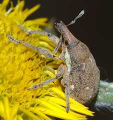 Larinus maurus