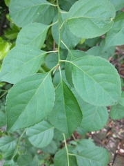 Celastrus orbiculatus