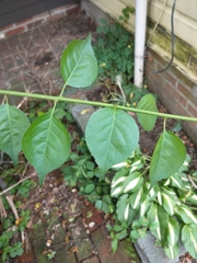 Celastrus orbiculatus