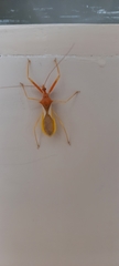 Epidaus bicolor