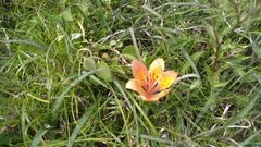 Lilium maculatum
