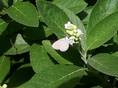 Zizula hylax pygmaea