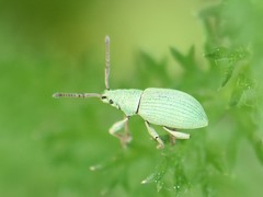 Phyllobius virideaeris