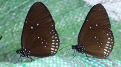 Euploea modesta
