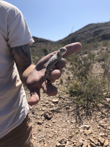 Roundtail Horned Lizard