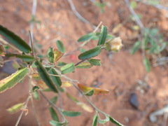 Sida ovata