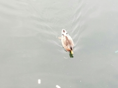 Anas platyrhynchos image