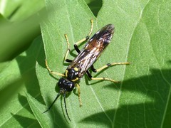 Tenthredo maculata