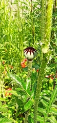 Papaver orientale