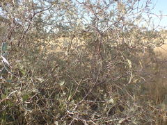 Vachellia haematoxylon