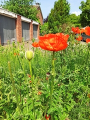 Papaver orientale