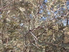 Vachellia haematoxylon