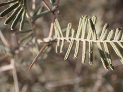 Vachellia haematoxylon