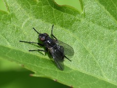 Phyto melanocephala