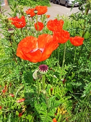 Papaver orientale