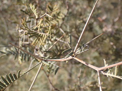 Vachellia haematoxylon