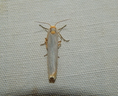 Sozusa scutellata