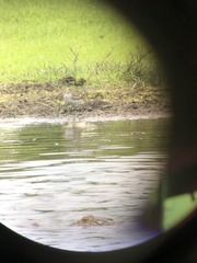 Calidris fuscicollis