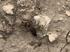 Dasymutilla snoworum