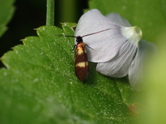 Cauchas fibulella