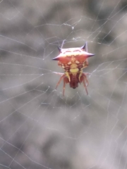 Micrathena schenkeli