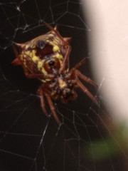 Micrathena schenkeli