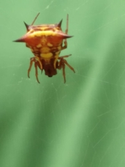 Micrathena schenkeli