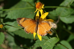 Tegosa anieta luka