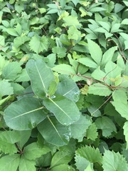 Asclepias amplexicaulis