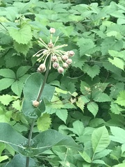 Asclepias amplexicaulis