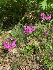 Phlox ovata