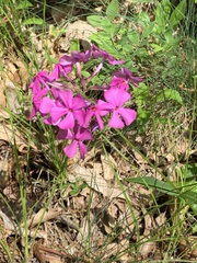 Phlox ovata
