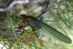 Terpandrus