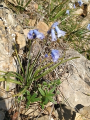 Brimeura amethystina
