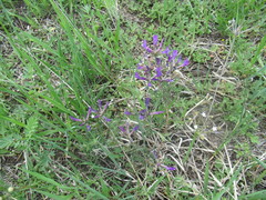 Astragalus suffruticosus